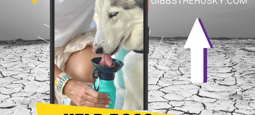 How to Help Your Dog Beat Summer Heat