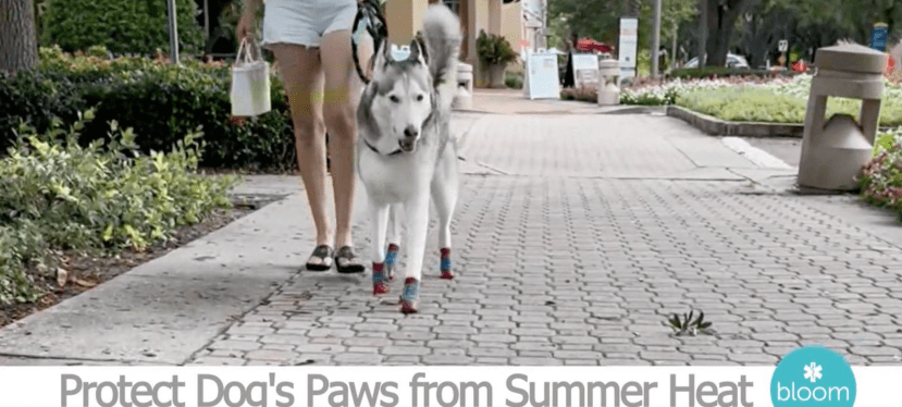 Summer Heat Can Burn Dogs Feet